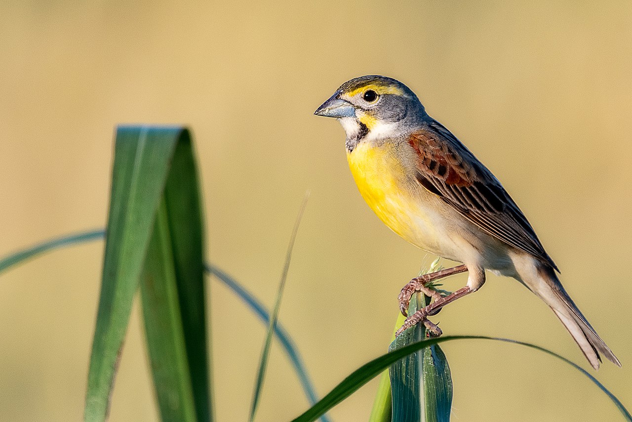Funny Bird Names And Their Origins Bird Buddy Blog