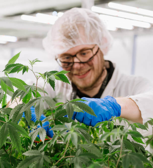 Candre Cannabis team member inspecting a marijuana plant.