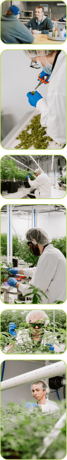 Candre Cannabis team member collage.