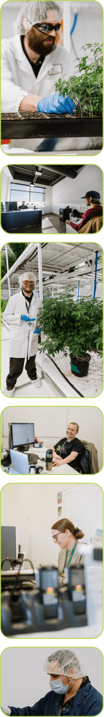Candre Cannabis team member collage.