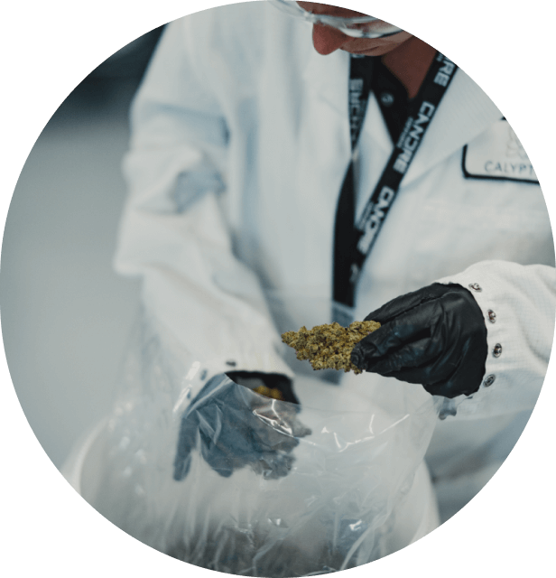 Candre team member bagging up our cannabis product.