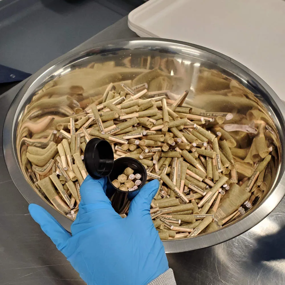 Candre Cannabis employee inspecting our cannabis pre-rolls.