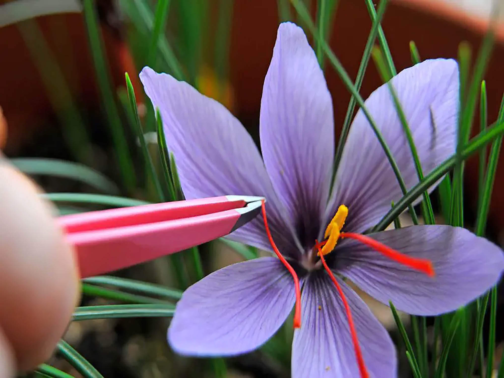 New startup grows saffron in shipping containers