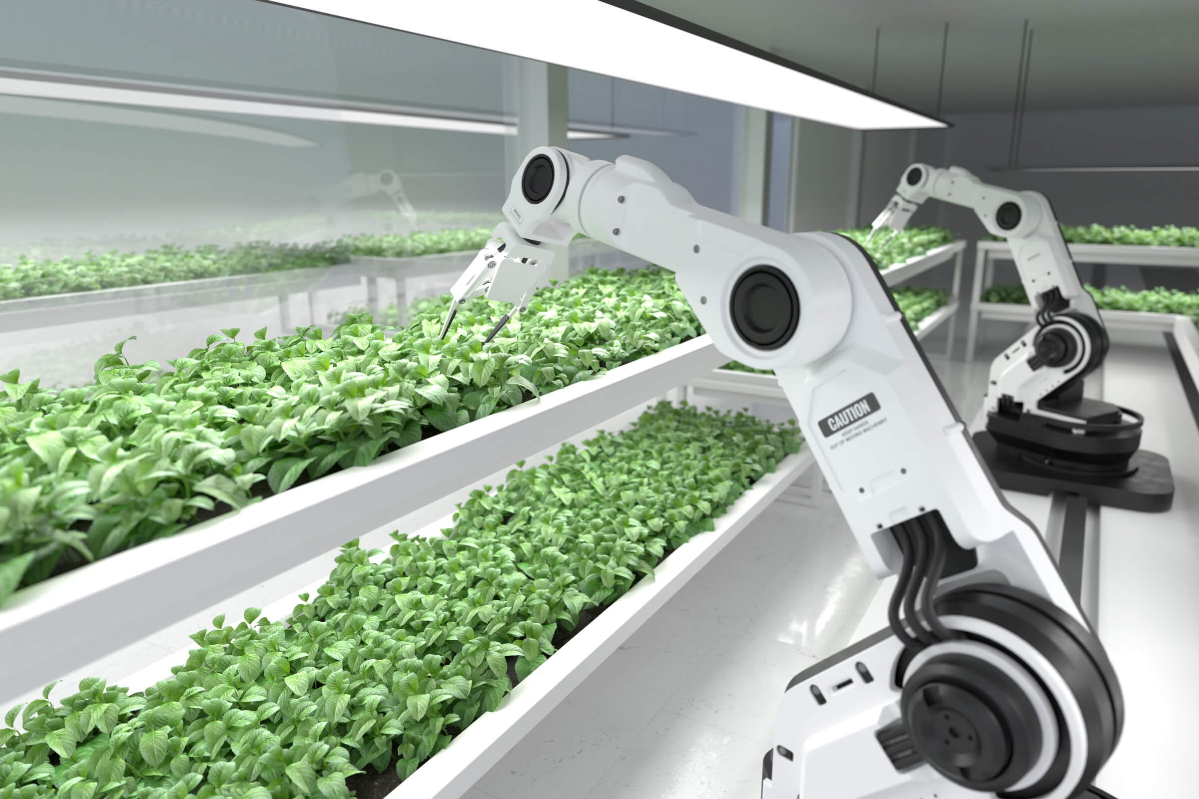 Is Blondeadobo The Future Of Food? - 35hq0w3