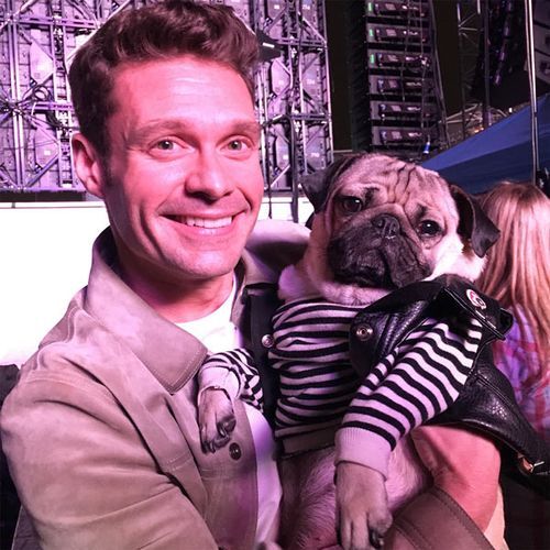 Doug the Pug | About Doug