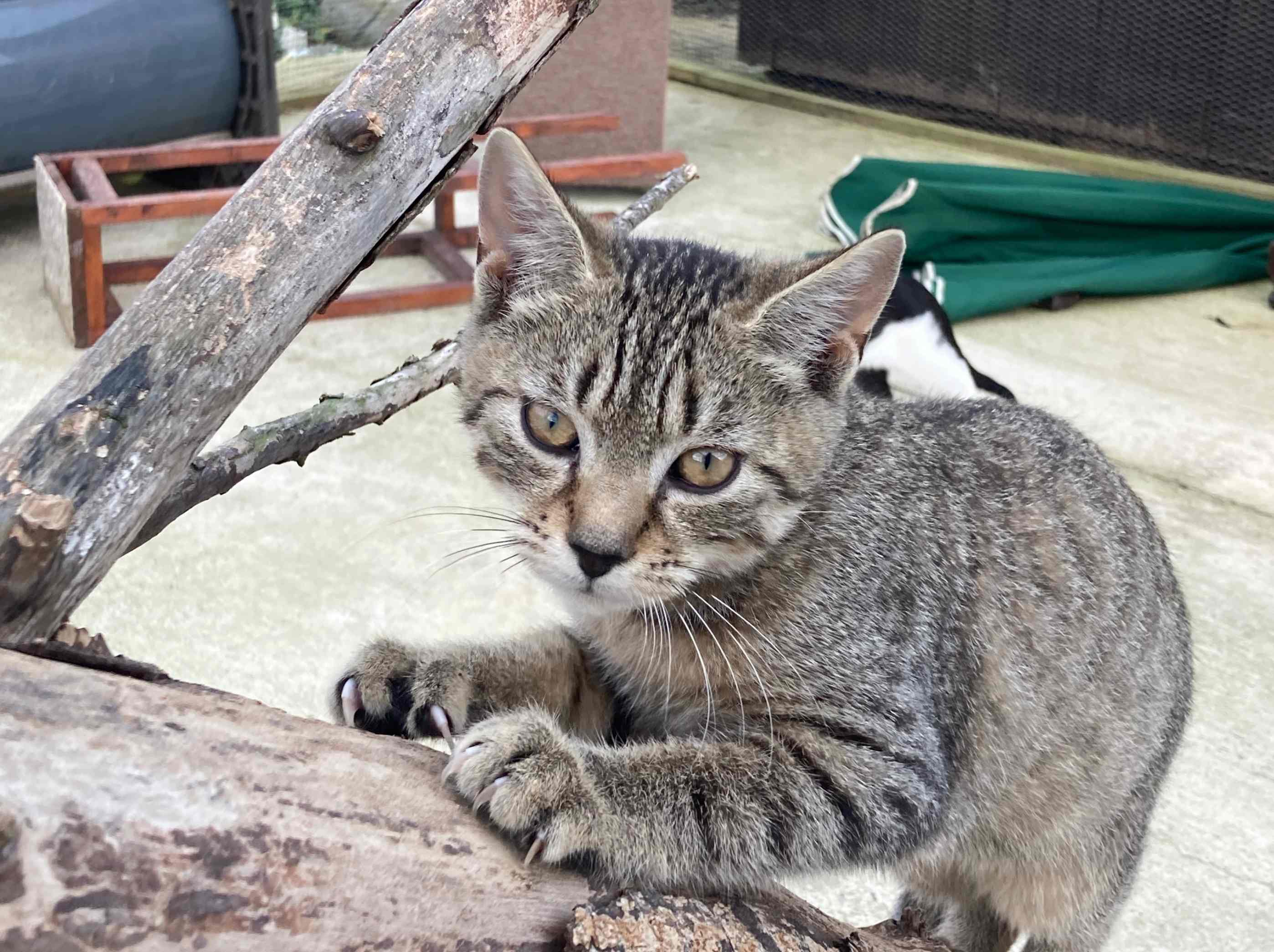 Our Cats - Filey Cat Rescue
