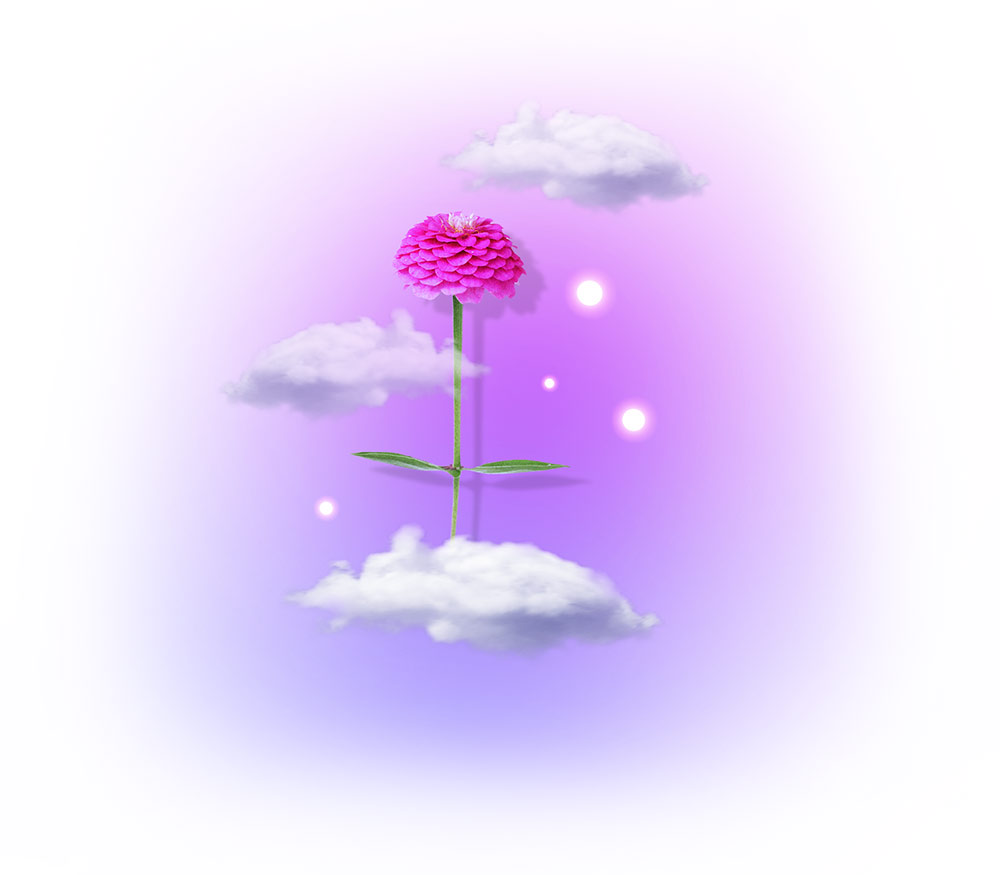 Single rose floating on clouds with pink gradient background.