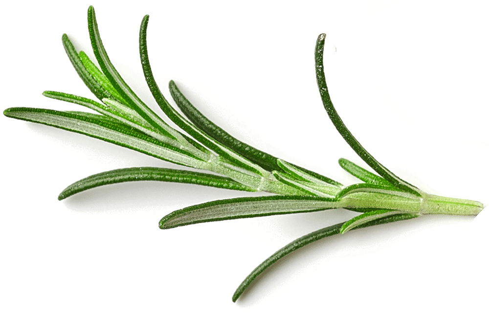 A stem of green garlic varnish.