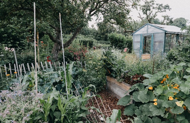 A beautiful overgrown garden with a pale blue shed in the background.