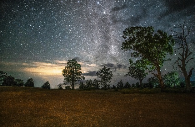 Green trees under a starry night sky