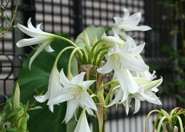 Trinh nữ hoàng cung trị tiểu đêm hiệu quả