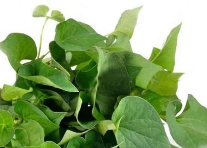 trị viêm đường tiết niệu ở trẻ em bằng rau diếp cá
