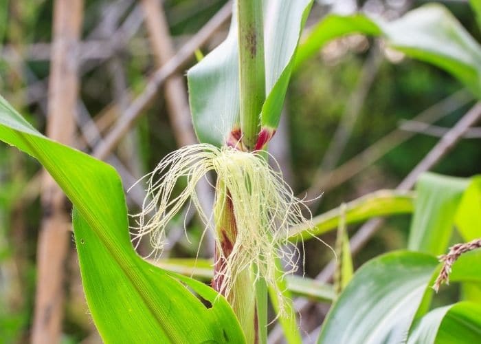 Râu ngô trị bệnh đường tiểu