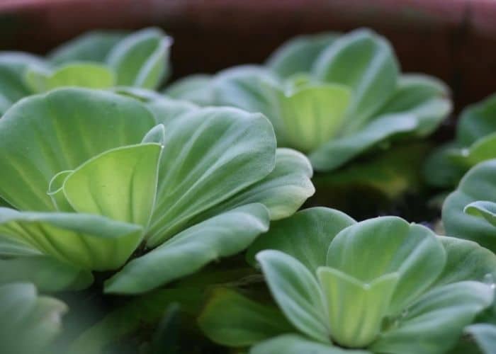 cách chữa tiểu buốt ra máu bằng bèo cái