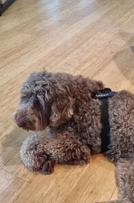 Picture of a dog