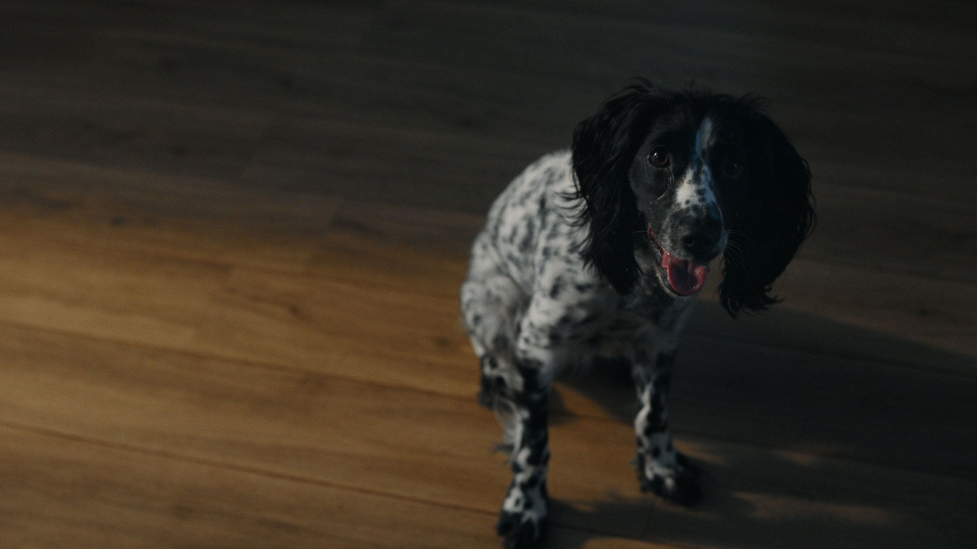 Pets Drugs Online Love them well by Video Content Agency Aspect Film & Video