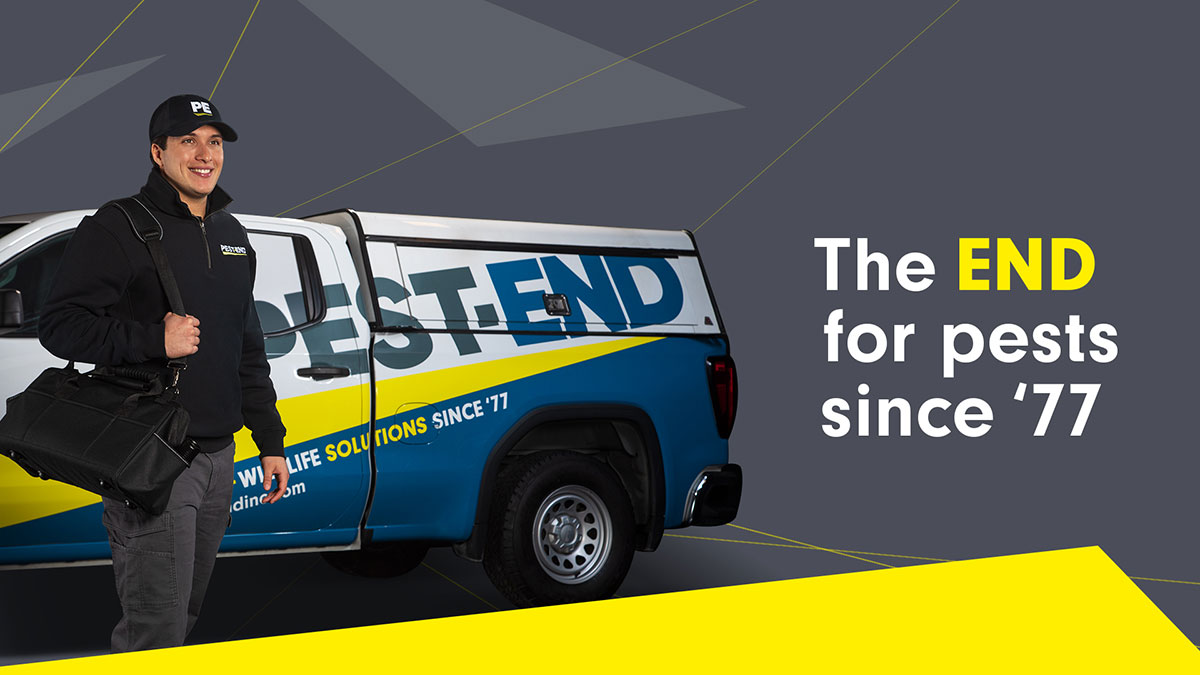 PestEnd Pest & Wildlife Control In MA, NH, ME, VT, & RI