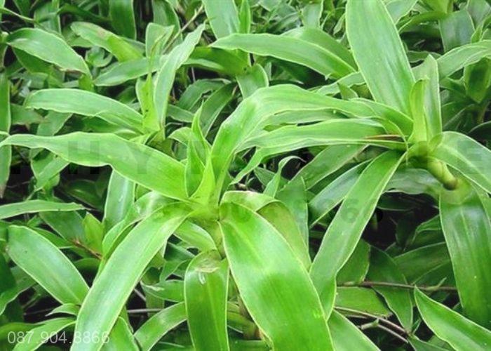 Lược vàng trị viêm họng
