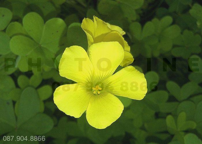 Cây chua me đất hoa vàng