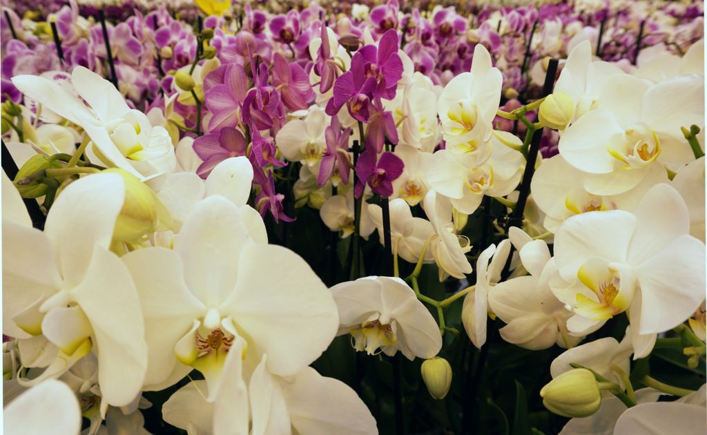 ADI technology makes orchid production more profitable and efficient