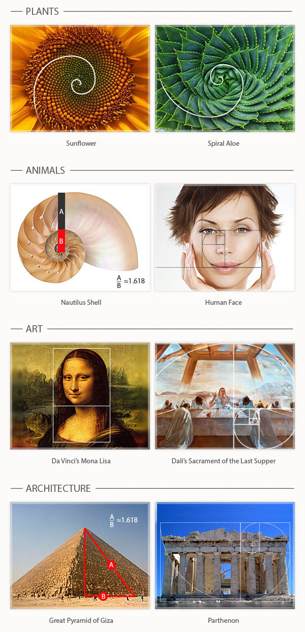 How to Use the Golden Ratio in Design (with Examples)