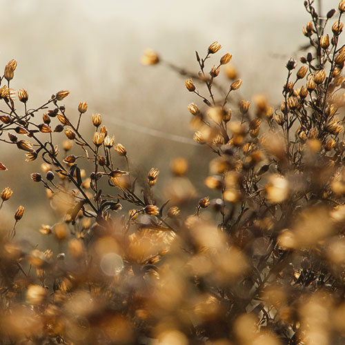 Orange seeds blowing in the wind for the wind elemental spa package