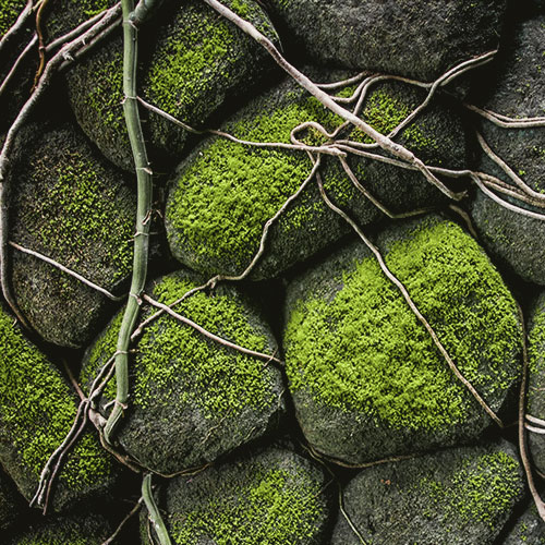 Aether elemental spa package with a picture of moss covered rocks with vines growing over the top