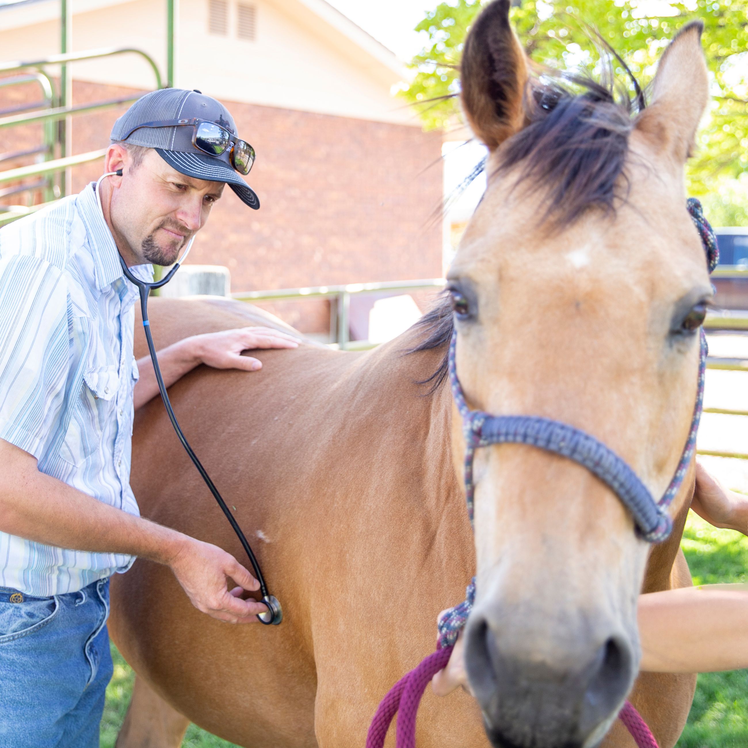 Veterinarian Tremonton, UT Bear River Animal Hospital