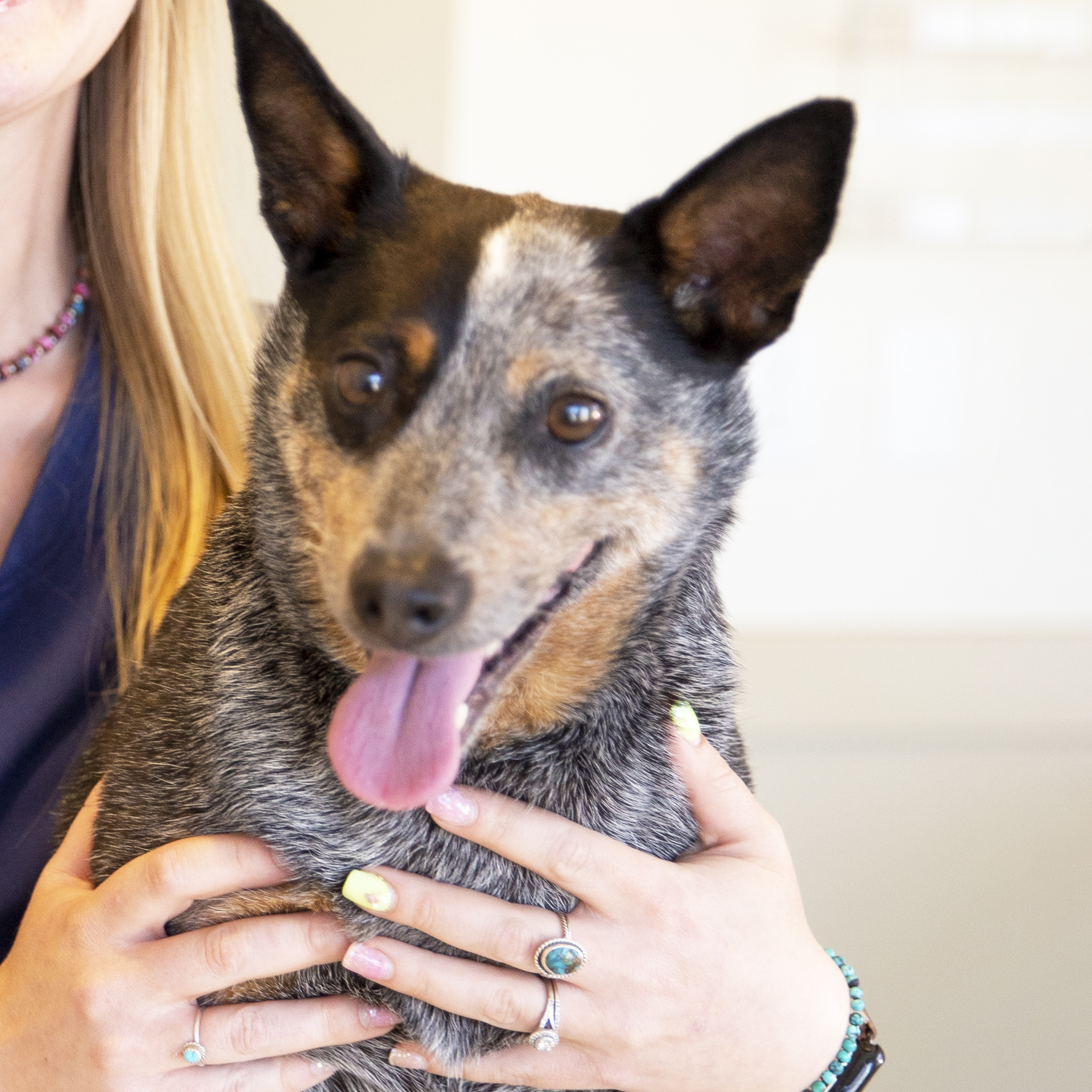 Veterinarian Tremonton, UT Bear River Animal Hospital