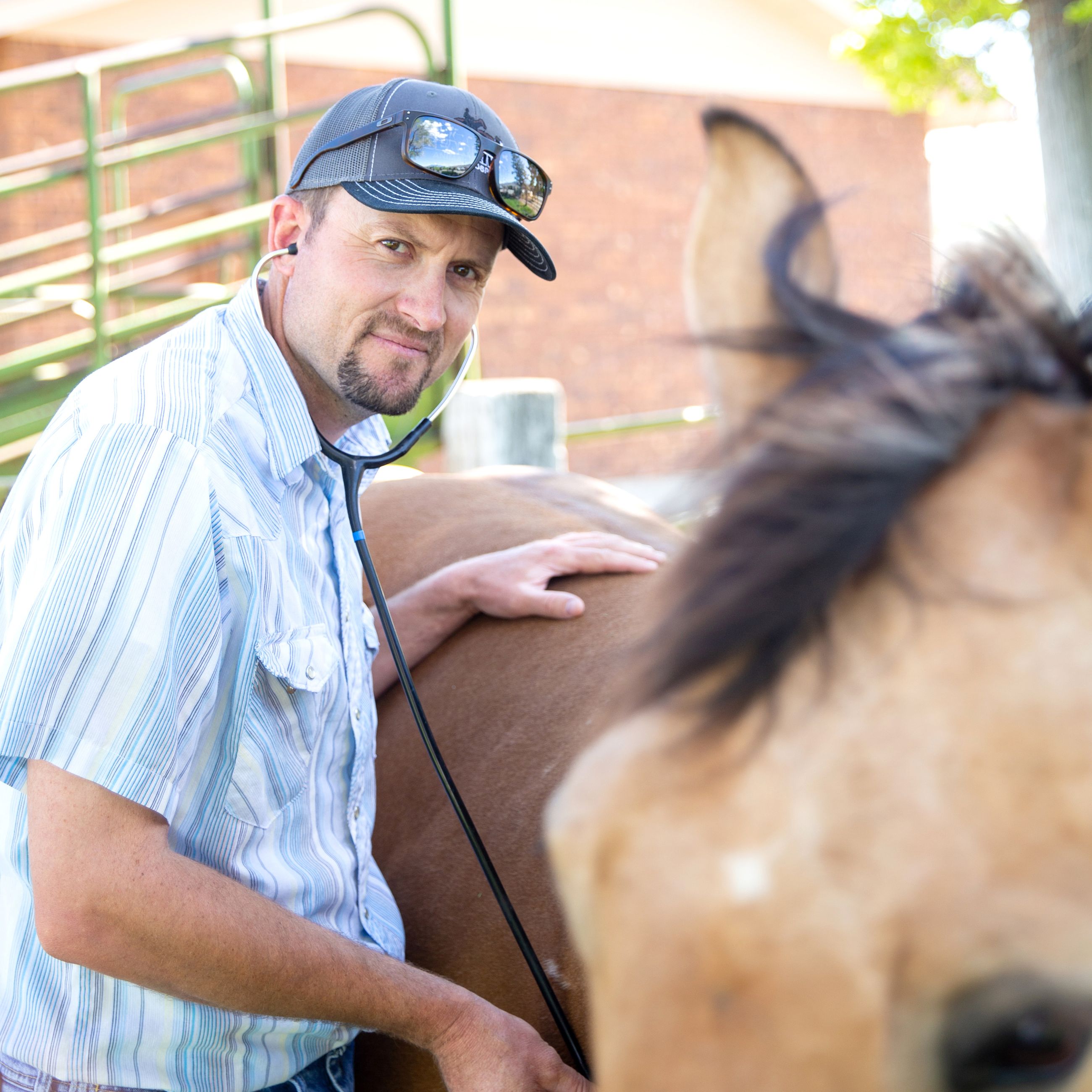 Large Animal | Bear River Animal Hospital