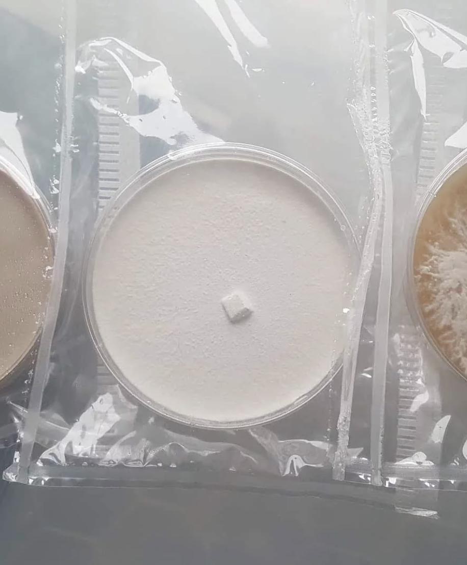 Osmose Studio - Mycelium Supplies - Petri Dish