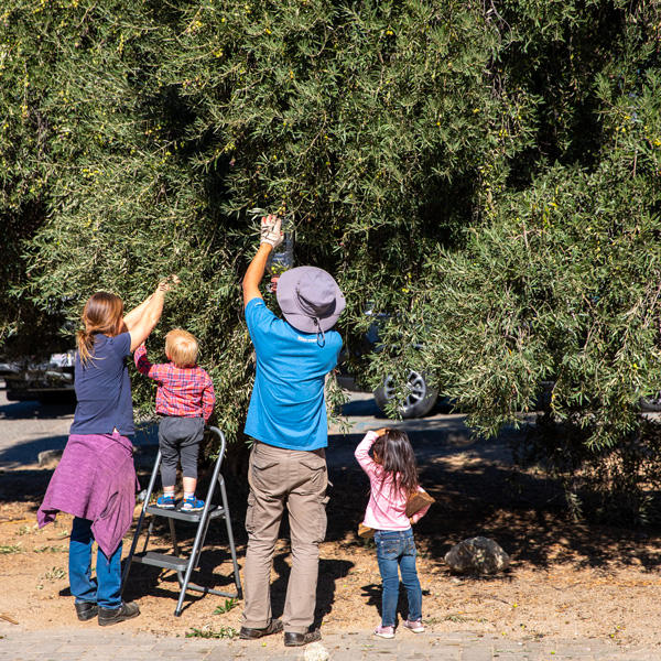 123 Farm | Lavender Fields, Olive Groves & Historic Landmark