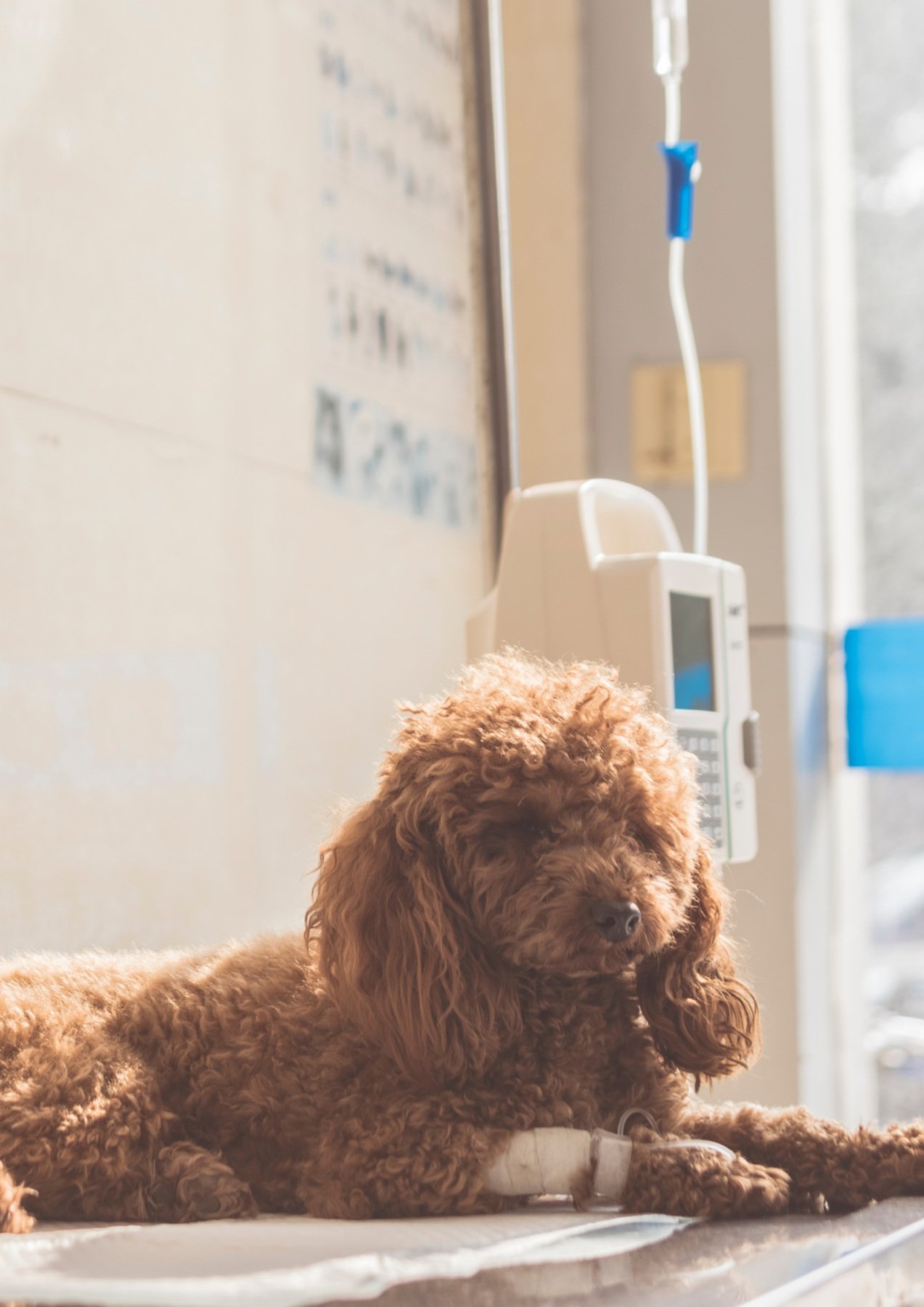 Kidney Failure in Dogs and The Right Diet Cola's Kitchen Blog