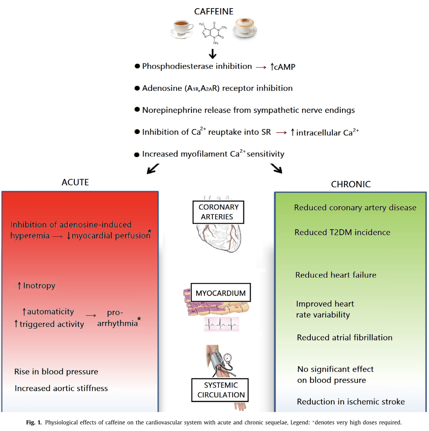 Trait: Caffeine metabolism and heart health | FitnessGenes®