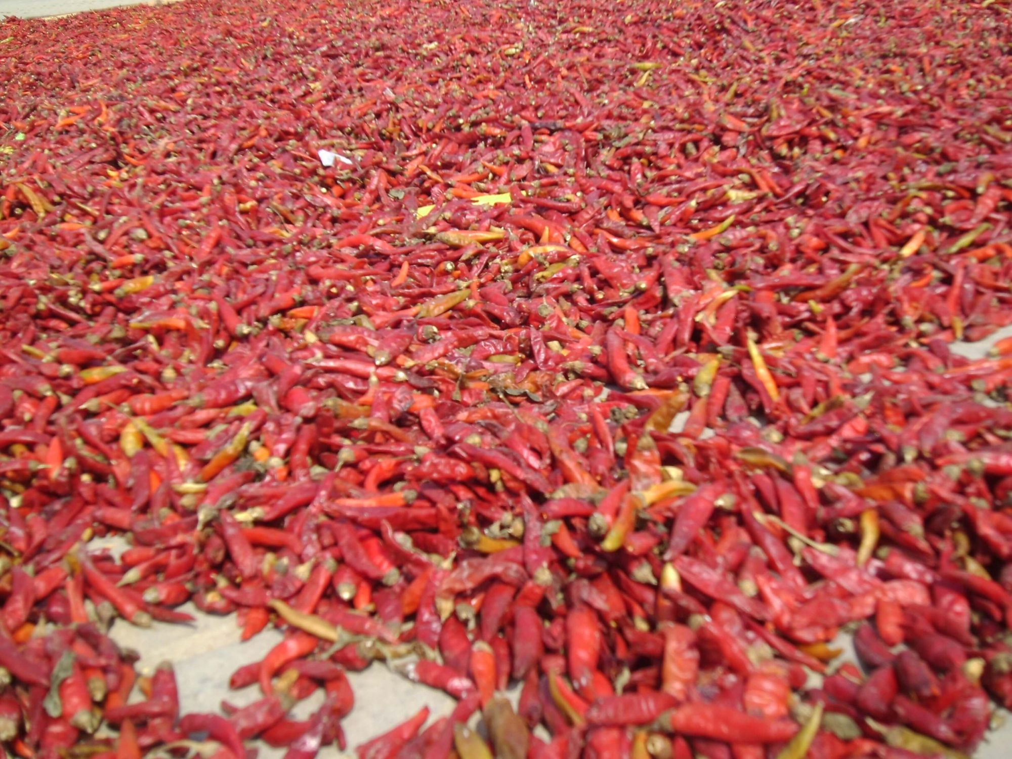 Media Pakistan Agriculture Research (PAR)