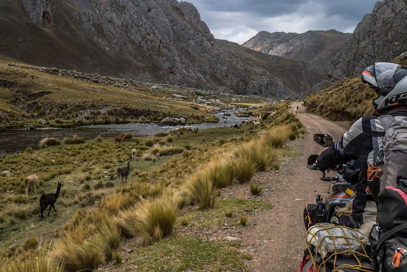 KTM 1190 with llamas