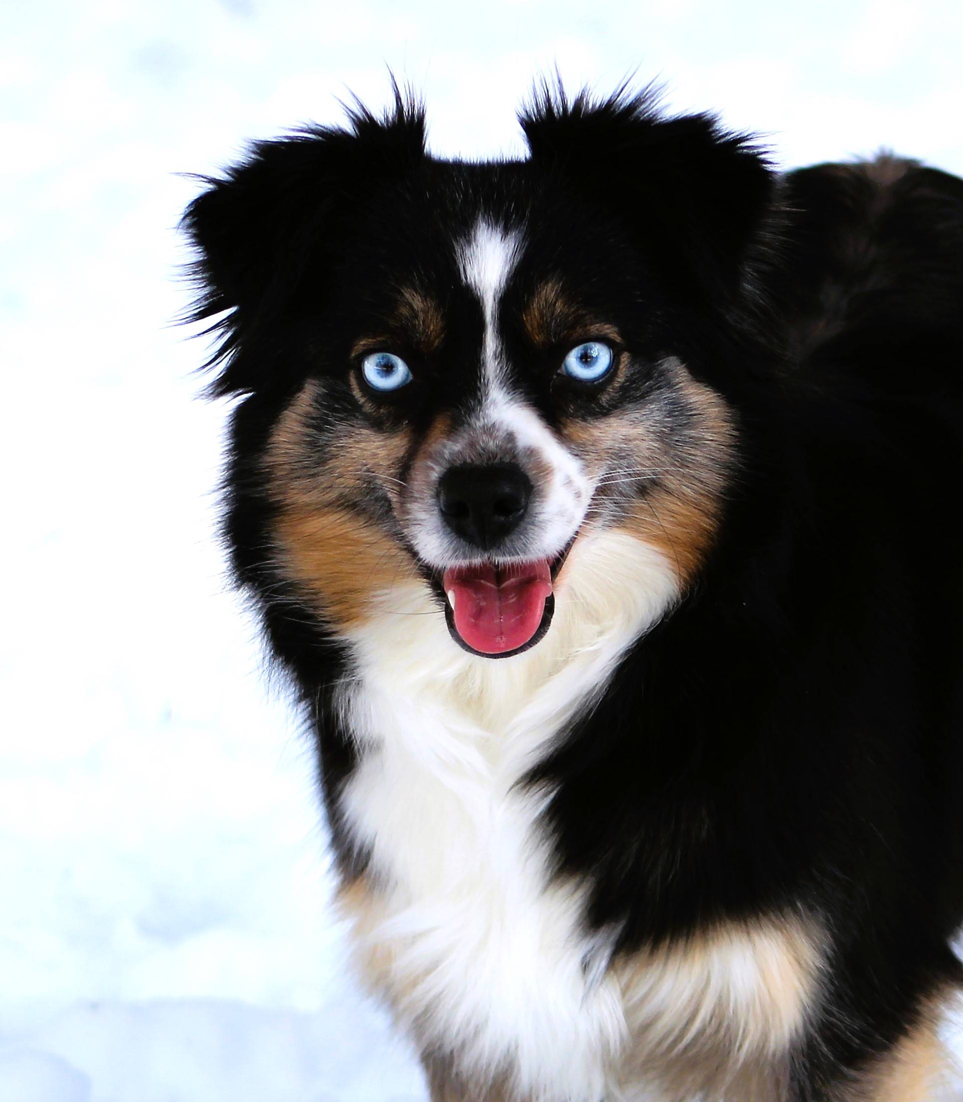 Ross Ranch Mini Aussies