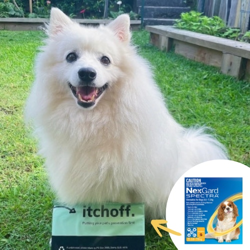 Why Does My American Eskimo Dog Itch So Much But Does Not Have Fleas