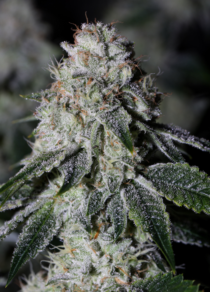High Times – Top Brands 2021
