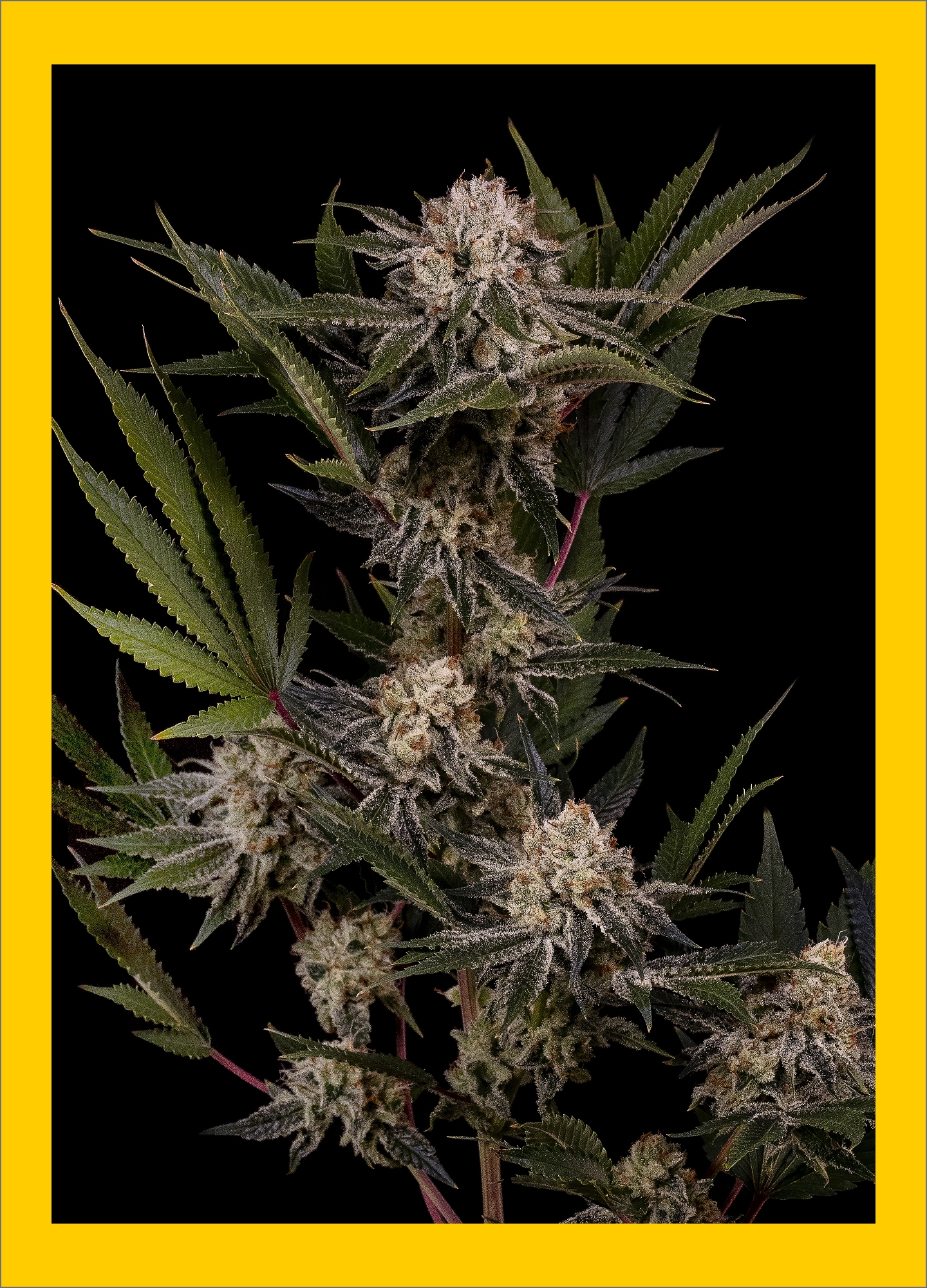 Revolution Cannabis Takes Home 6 Cannabis Cup Illinois Wins