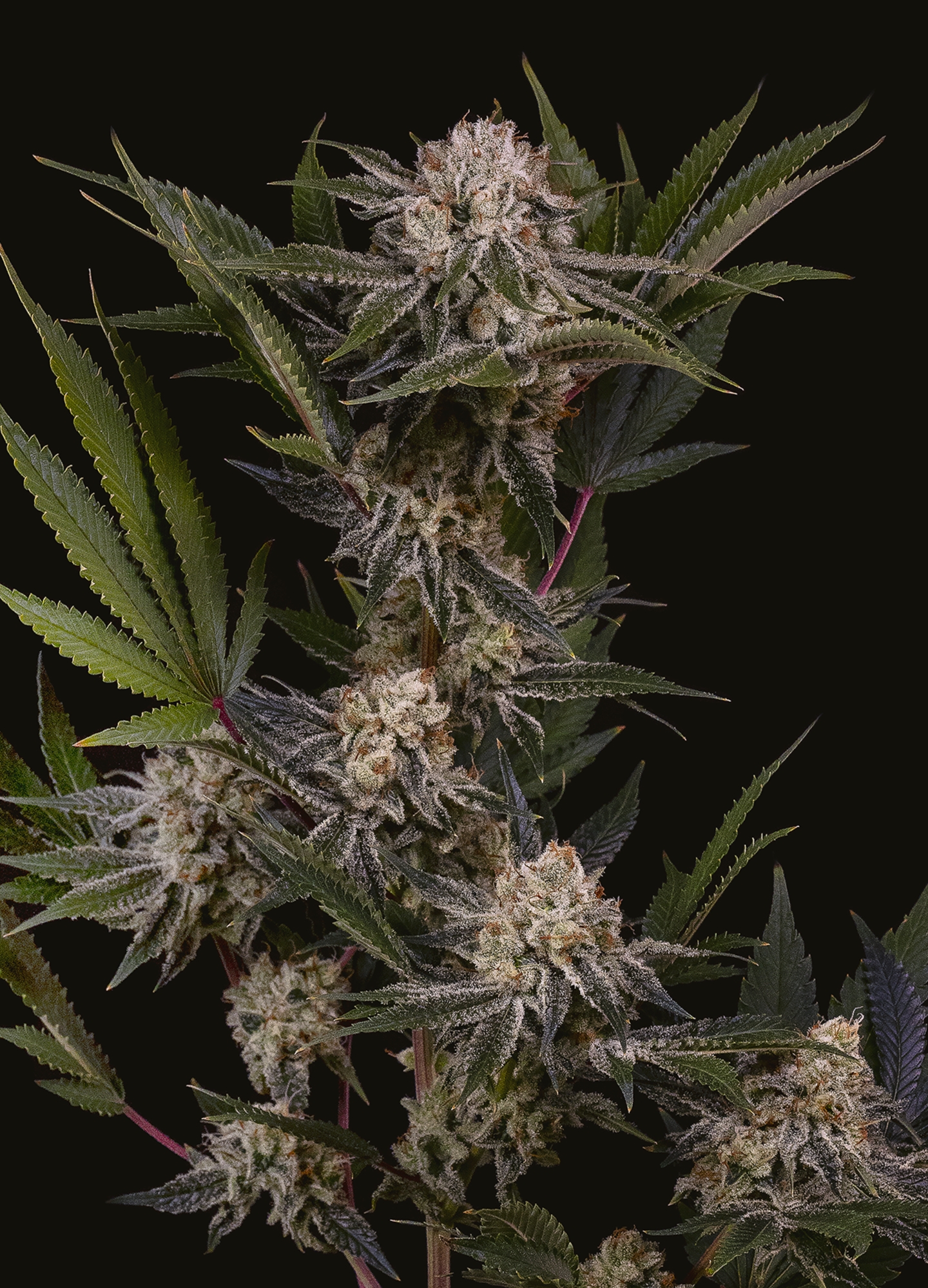Revolution Cannabis Takes Home 6 Cannabis Cup Illinois Wins