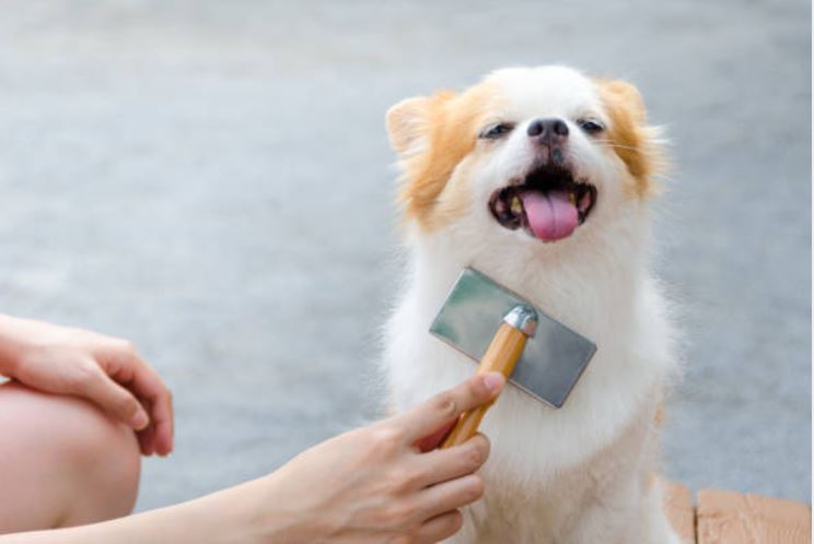 grooming a chihuahua