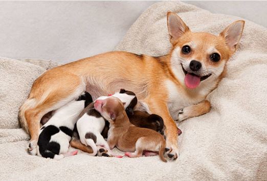 short coat chihuahua, chihuahua babies