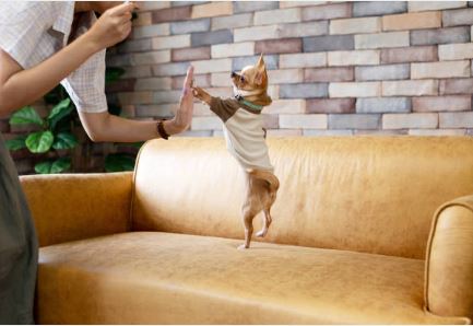 chihuahua hi five, training