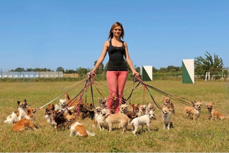 training, 25 chihuahuas, so many chihuahuas, woman with 20+ chihuahuas