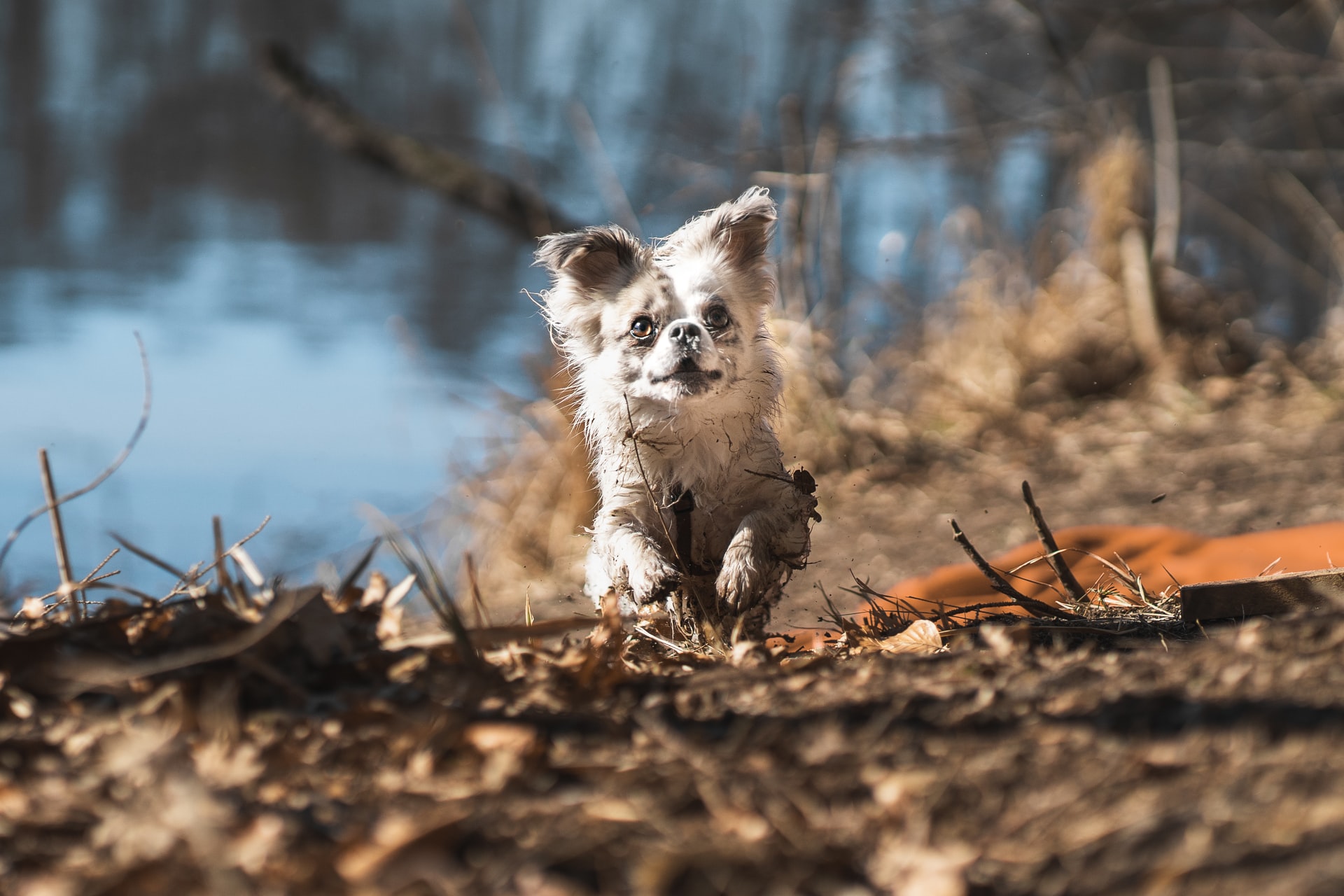 training, chihuahua running in the forest