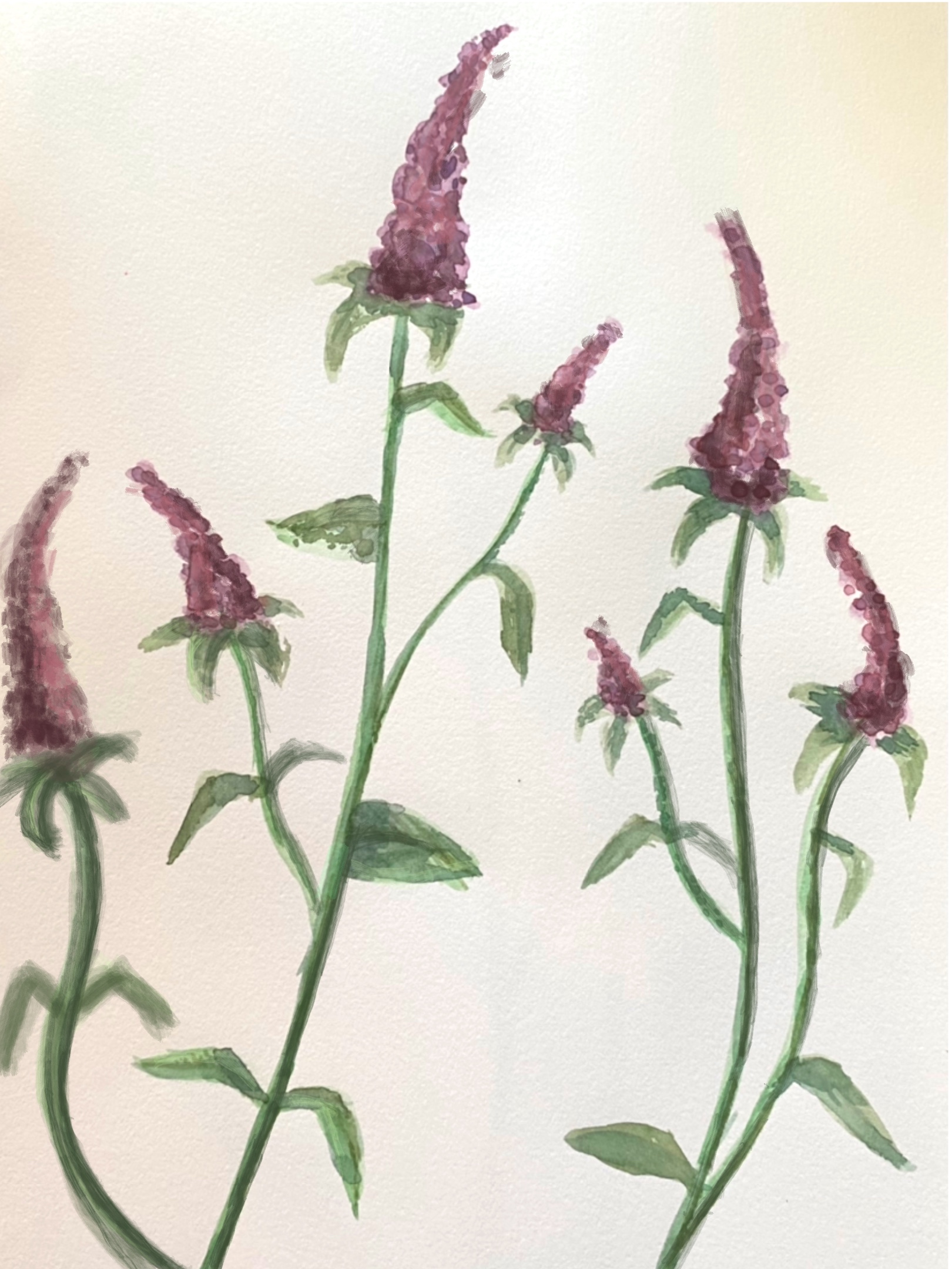 Mint Watercolour