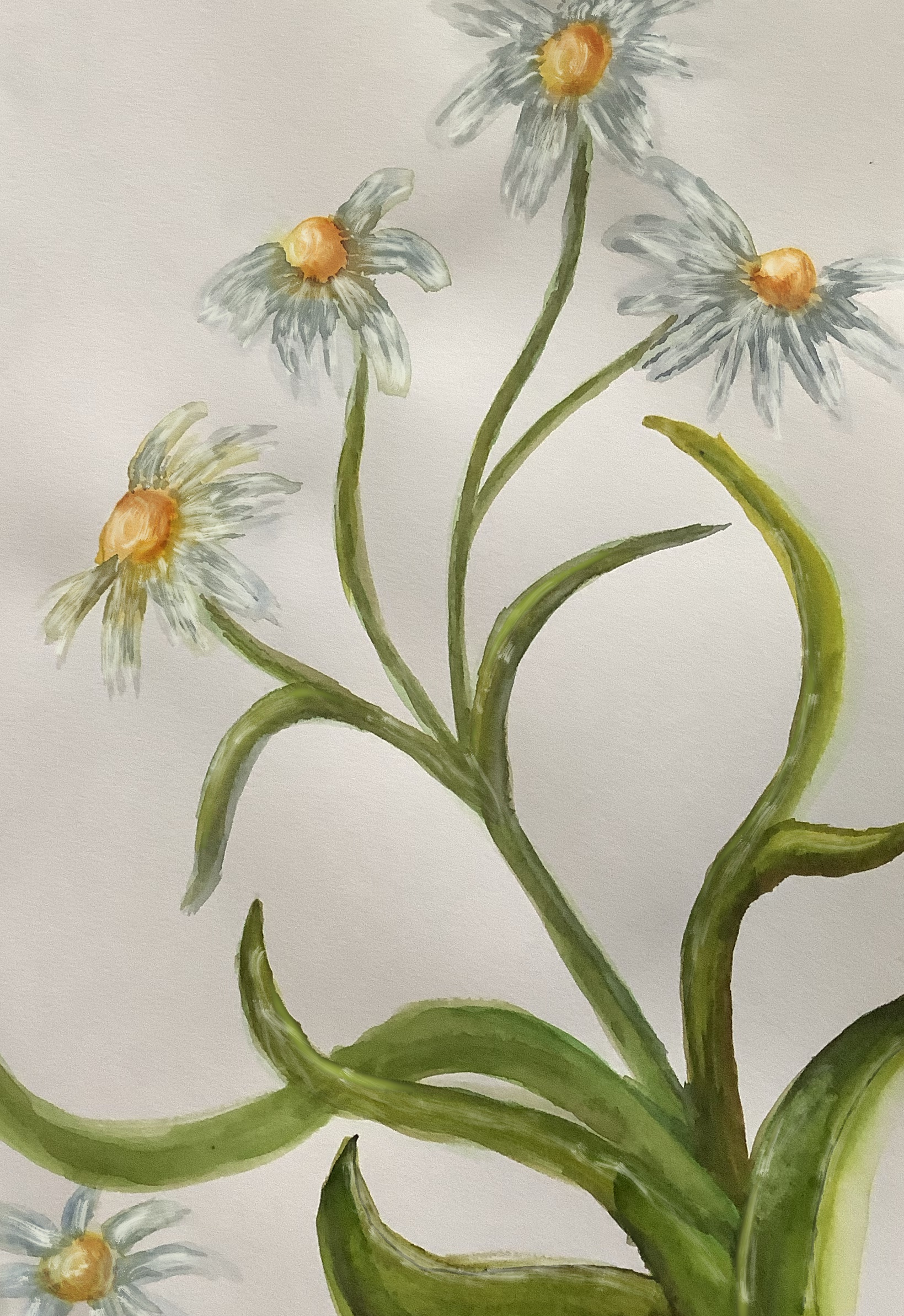 chamomile 