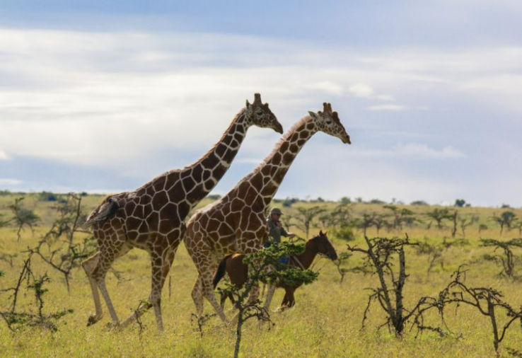 Equitación en Kenya