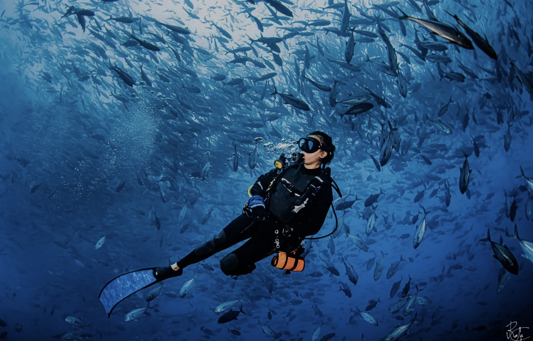 Buceo en la isla de Malpelo
